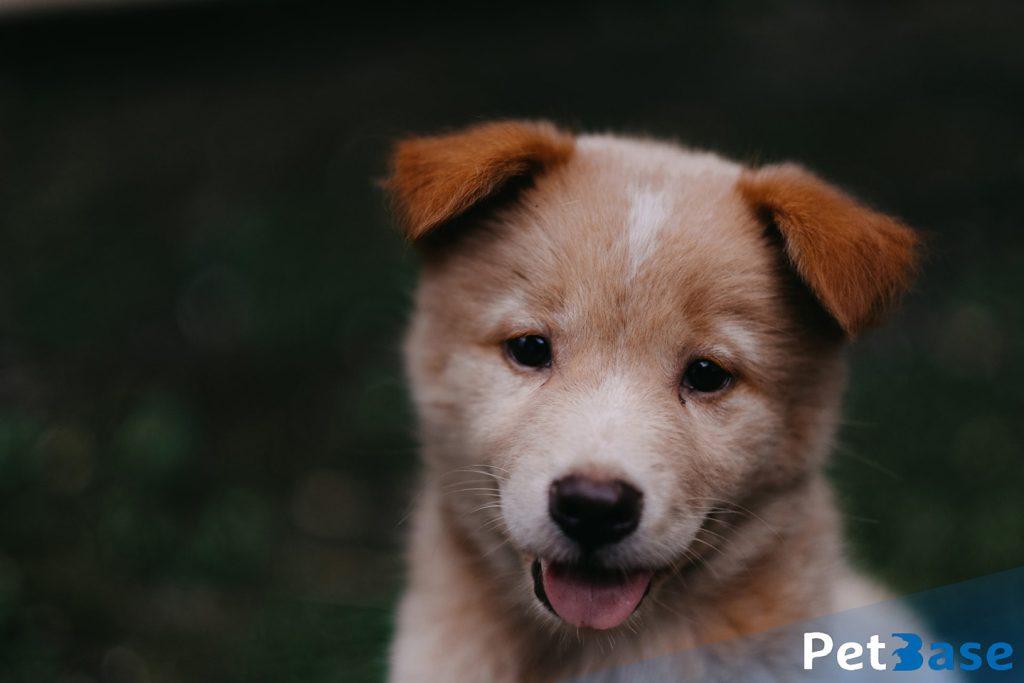 Internationale Puppydag