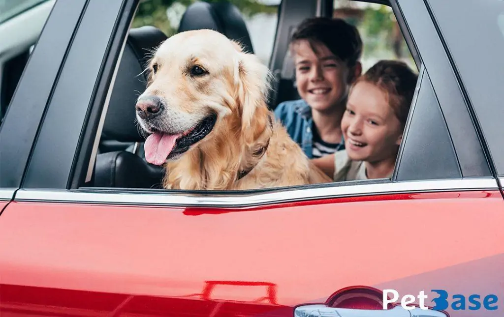 PetBase - hond in auto