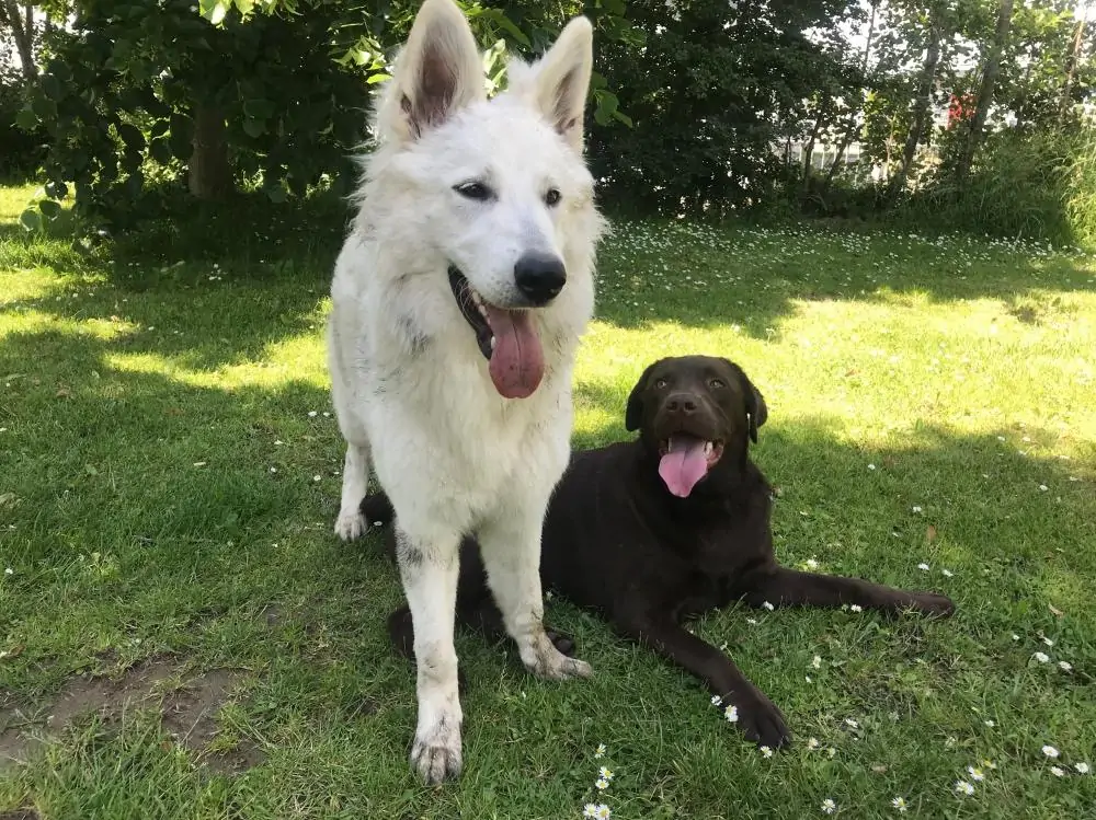 Oververhitting van je hond