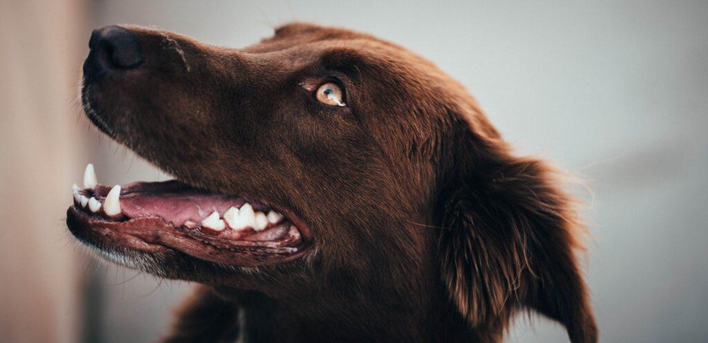 Tanden poetsen bij Honden