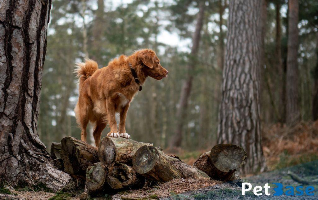 PetBase - Ziekte van Lyme