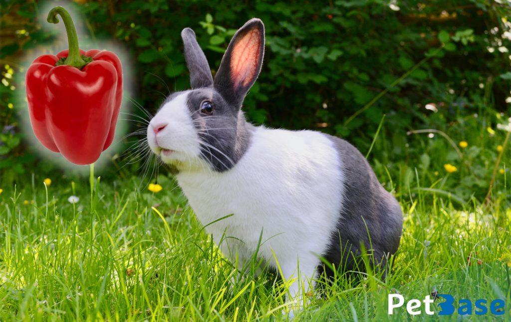 PetBase - konijnen met paprika