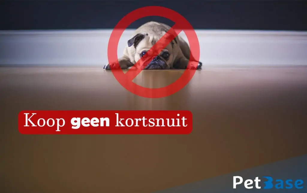 koopgeenkortsnuit