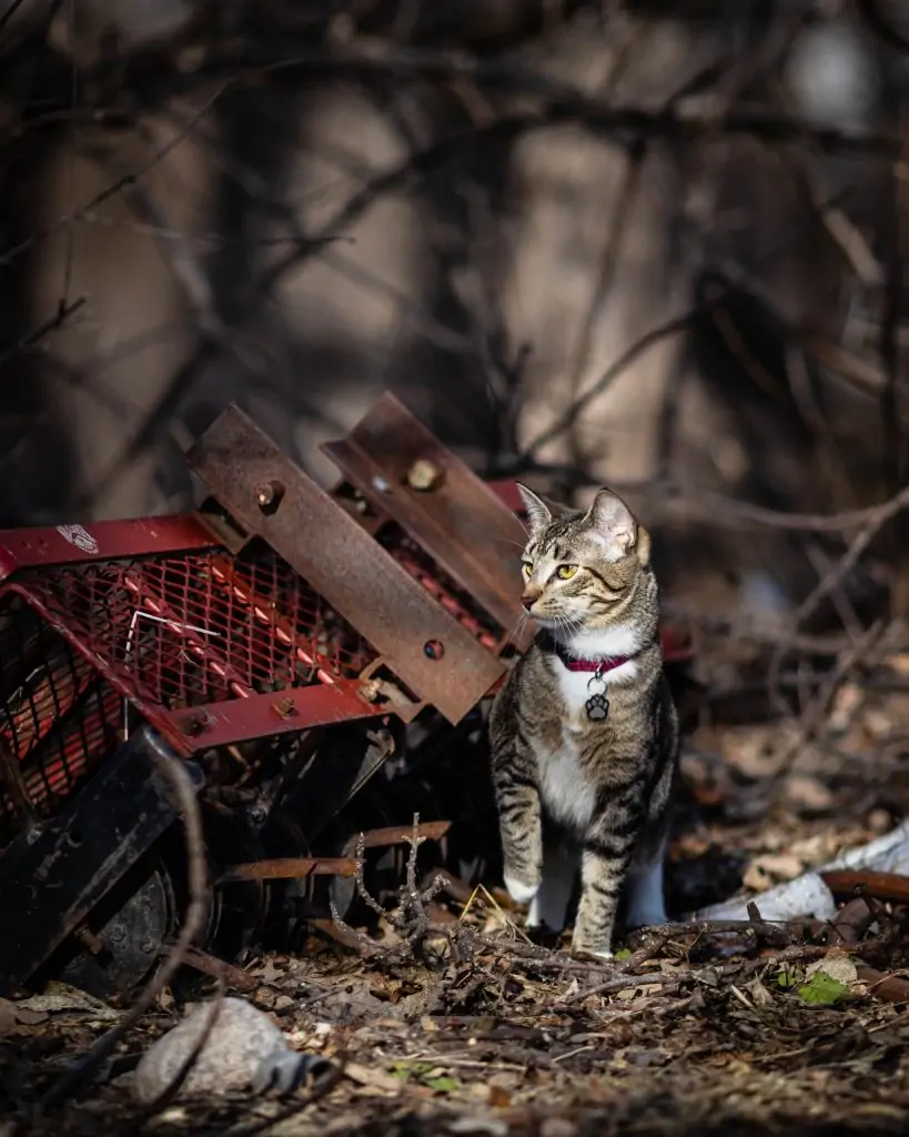 When can your cat go outside?