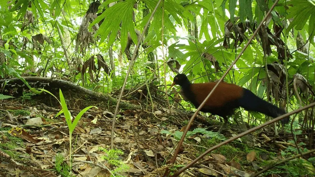 Extinct pheasant pigeon resurfaced after 140 years