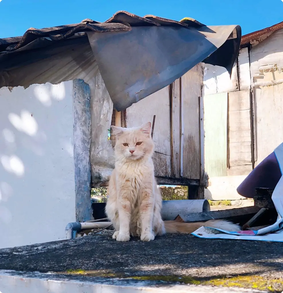 Kat uit dierenasiel