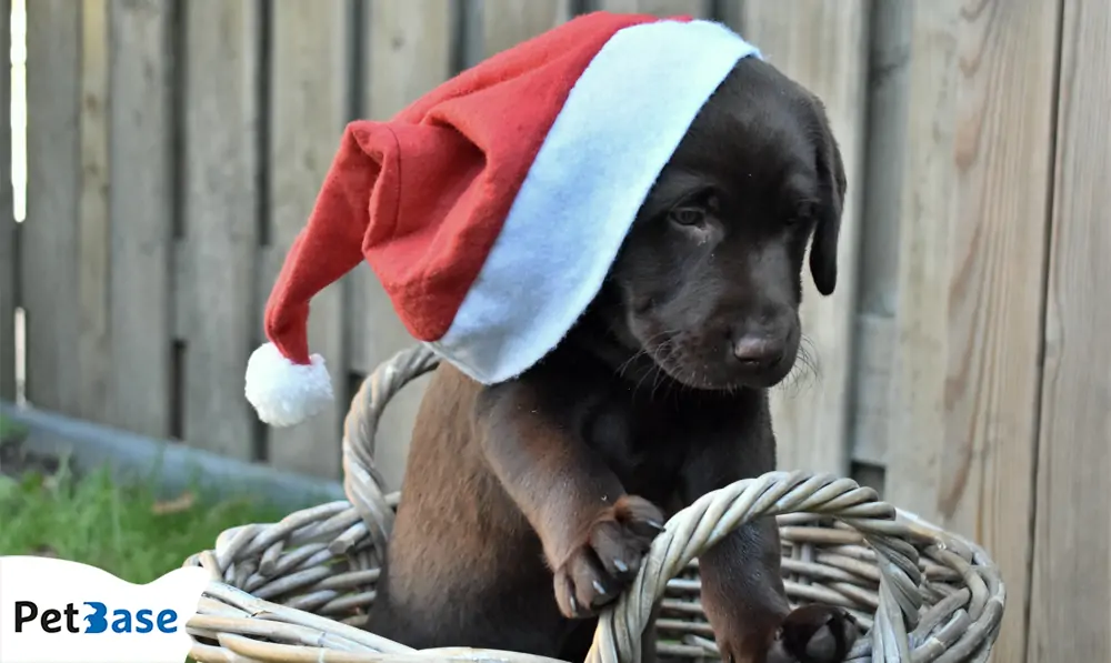 Feestdagen honden