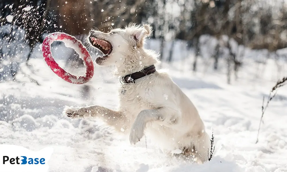 Hond mee wintersport