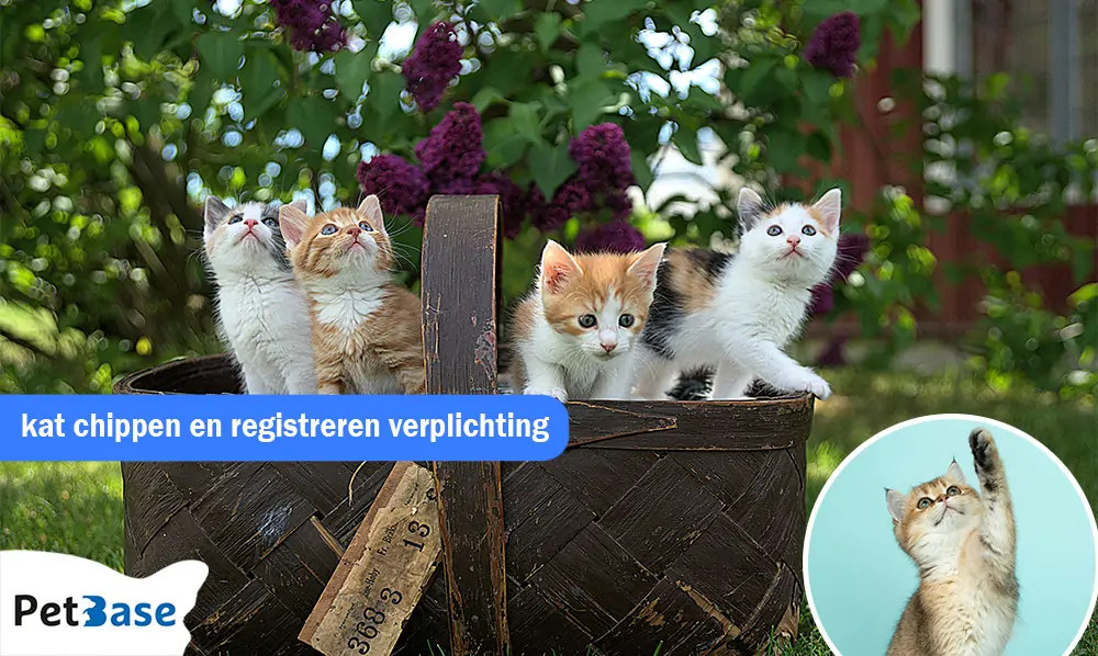 Katten chippen en registreren