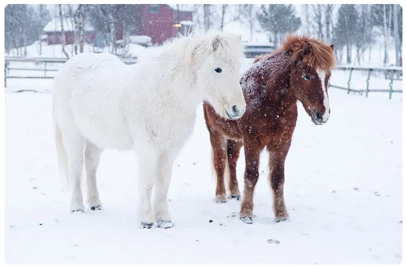 Wintertips huisdieren