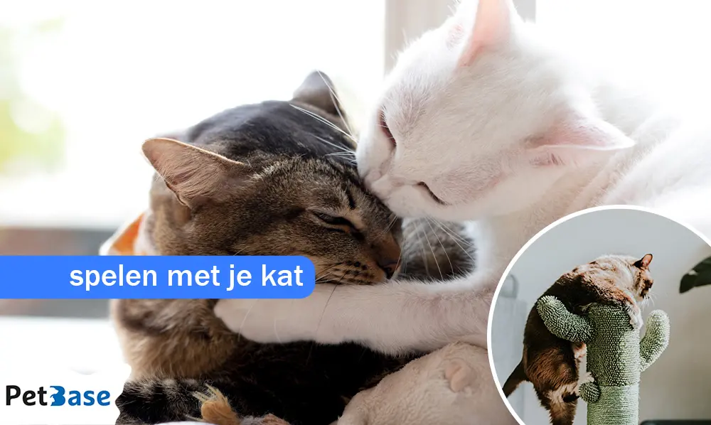 Spelen met je kat