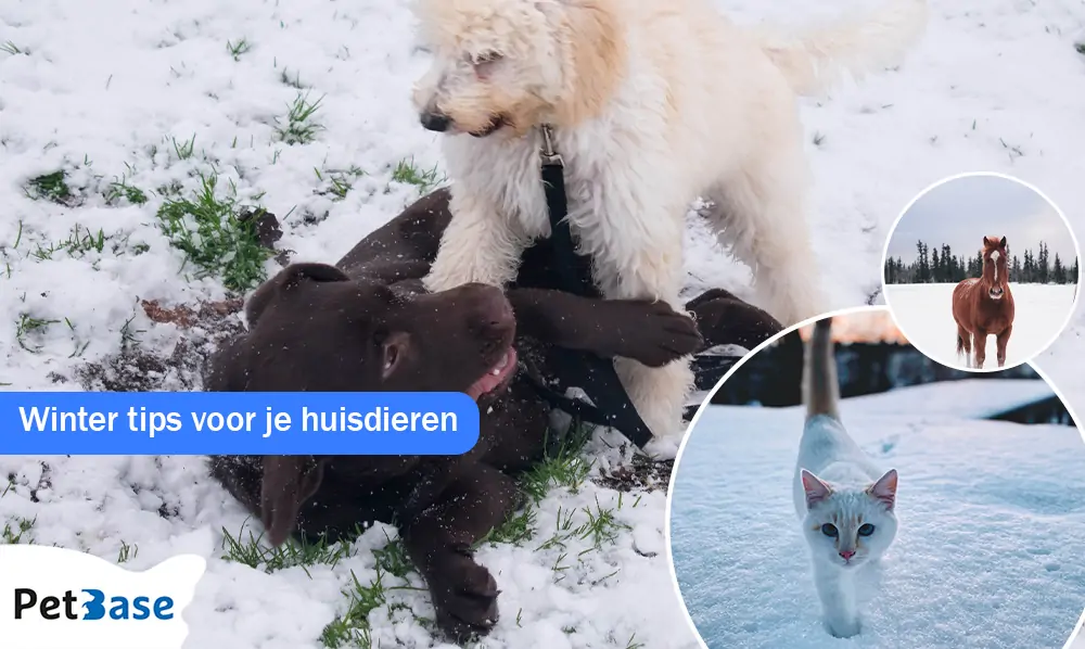 Wintertips huisdieren