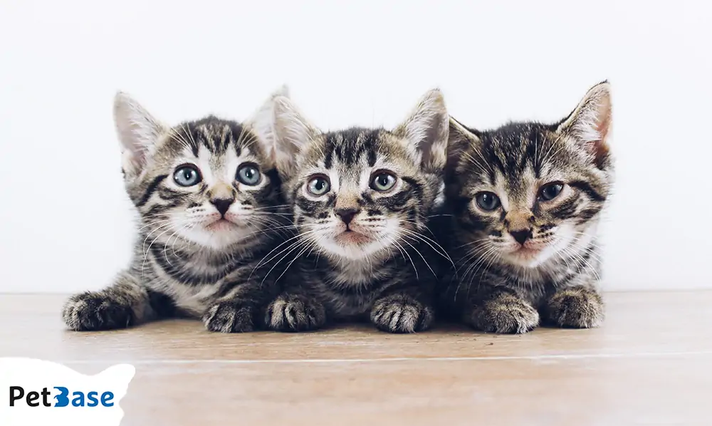 Gevaar gratis kittens