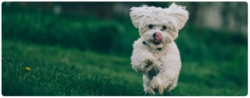 Honden en mango