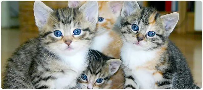 Centraliseren lokaal Bij wet Het gevaar van gratis kittens - PetBase nieuws