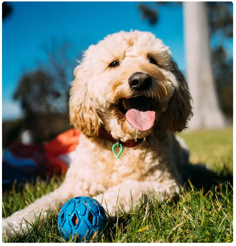 Mag een hond mango eten