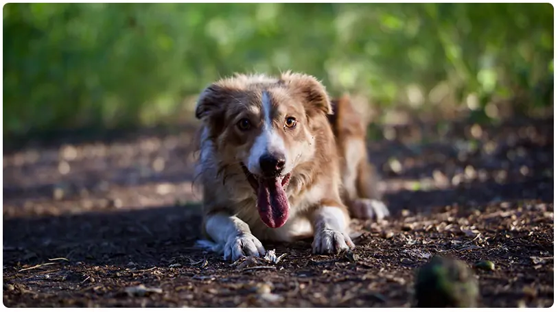 hond snuffelen