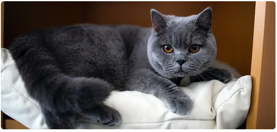 Kleurpatronen bij katten