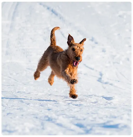 Hond wintersport