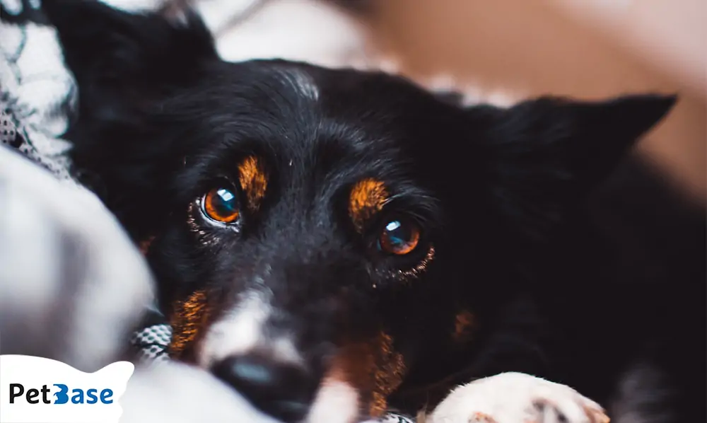 Hoe honden kleuren waarnemen