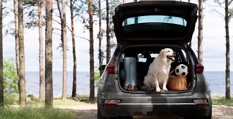 Zomerse uitjes met je hond