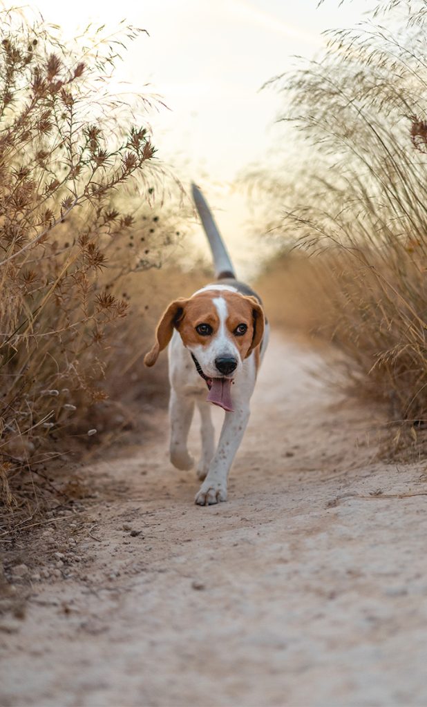 Honden vermissingen 2022