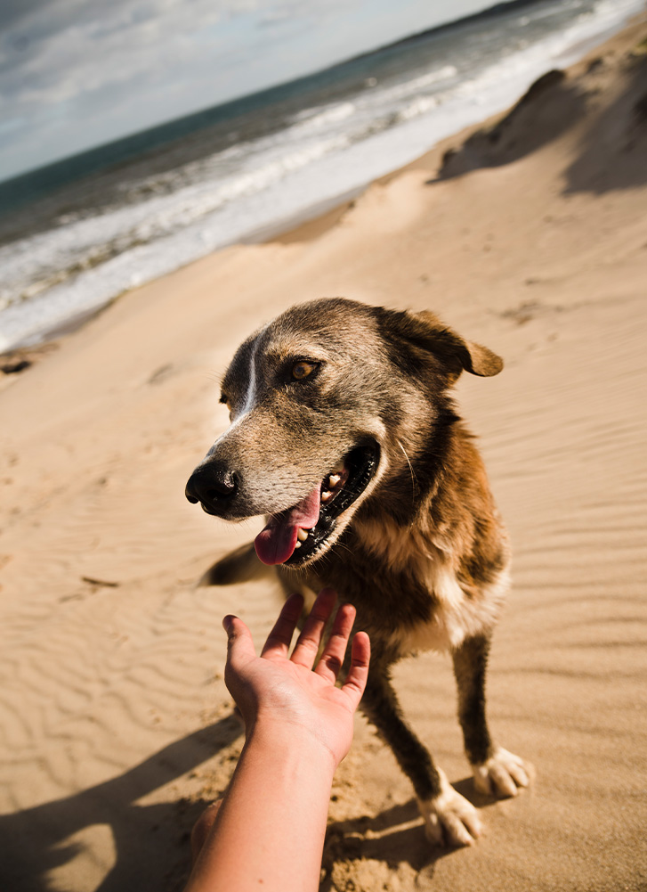 Parasieten vakantie honden strand