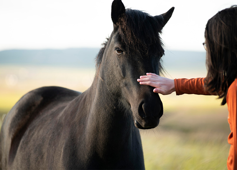 Paard chipregistratie