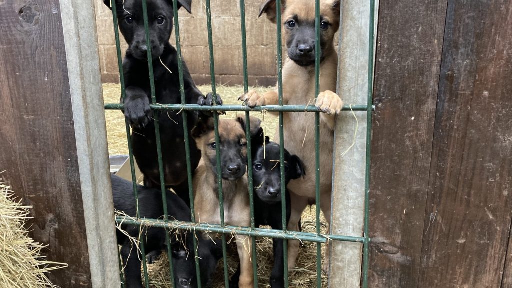 Verwaarloosde pups