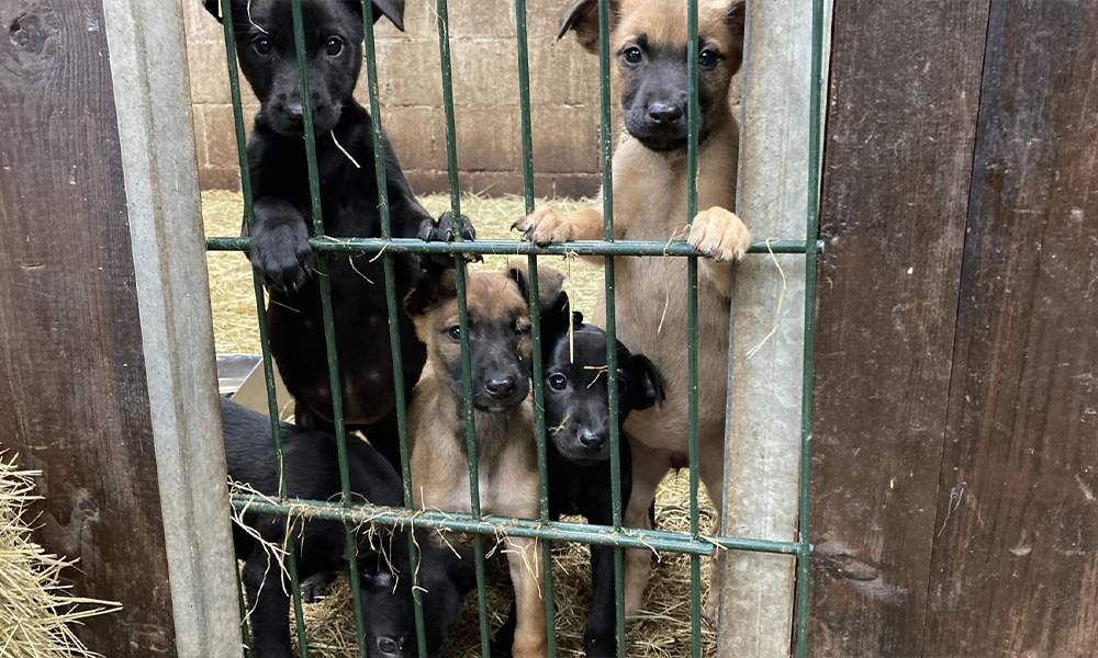 Verwaarloosde pups