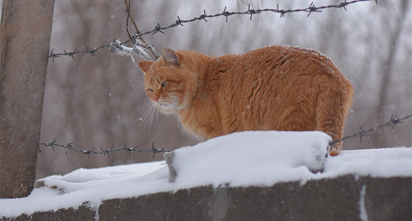 Slapende dieren