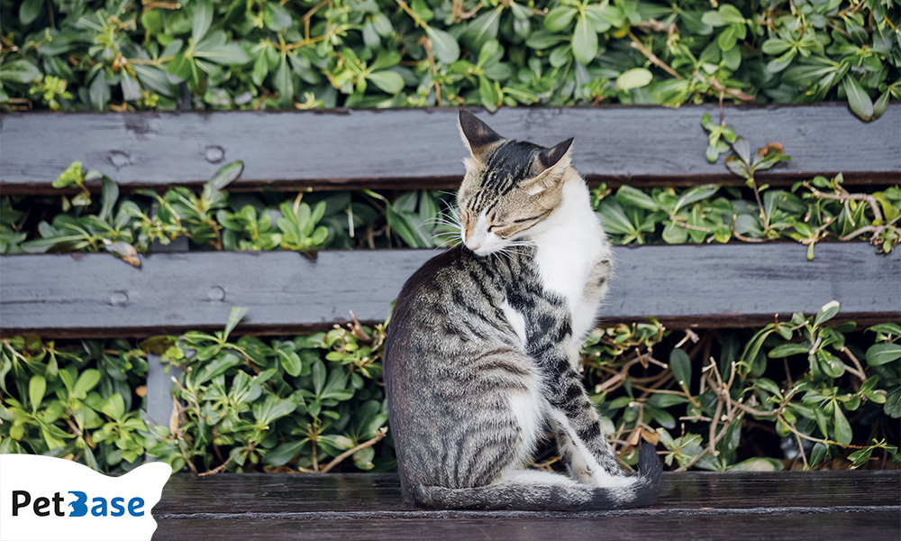 Hoge dierenartskosten