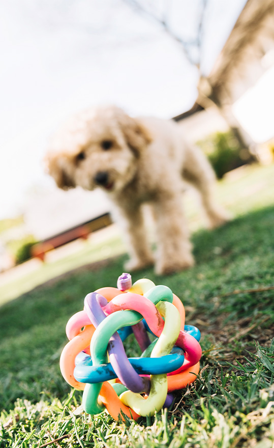 Zomer speeltjes voor honden