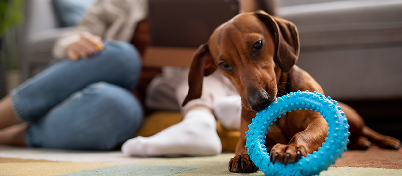 Zomer speeltjes voor honden