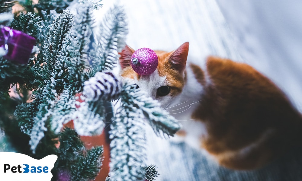 Afgezaagde kerstboom gevaarlijk voor huisdieren