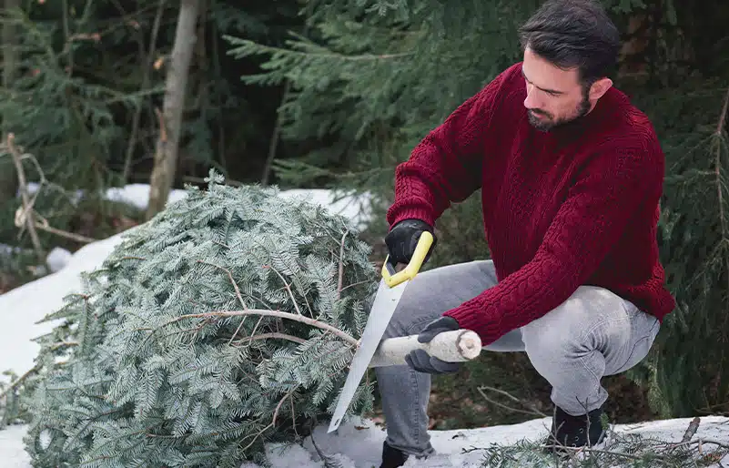 Afgezaagde kerstboom gevaarlijk voor huisdieren