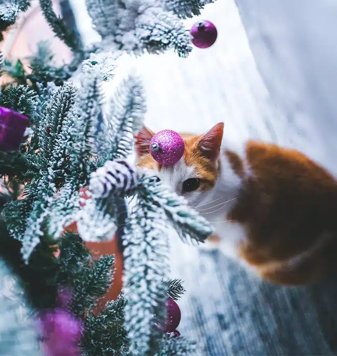 Afgezaagde kerstboom gevaarlijk voor huisdieren