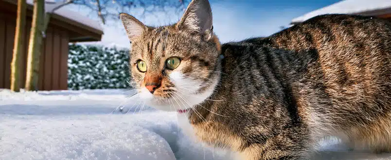 Antivries gevaarlijk voor katten