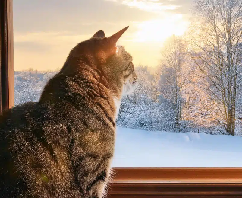 Antivries gevaarlijk voor katten