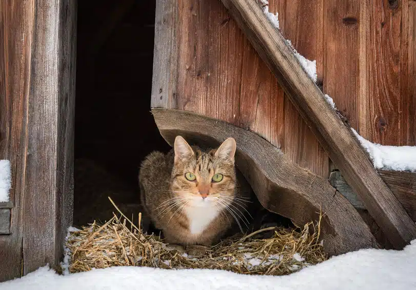 antivries gevaarlijk voor katten