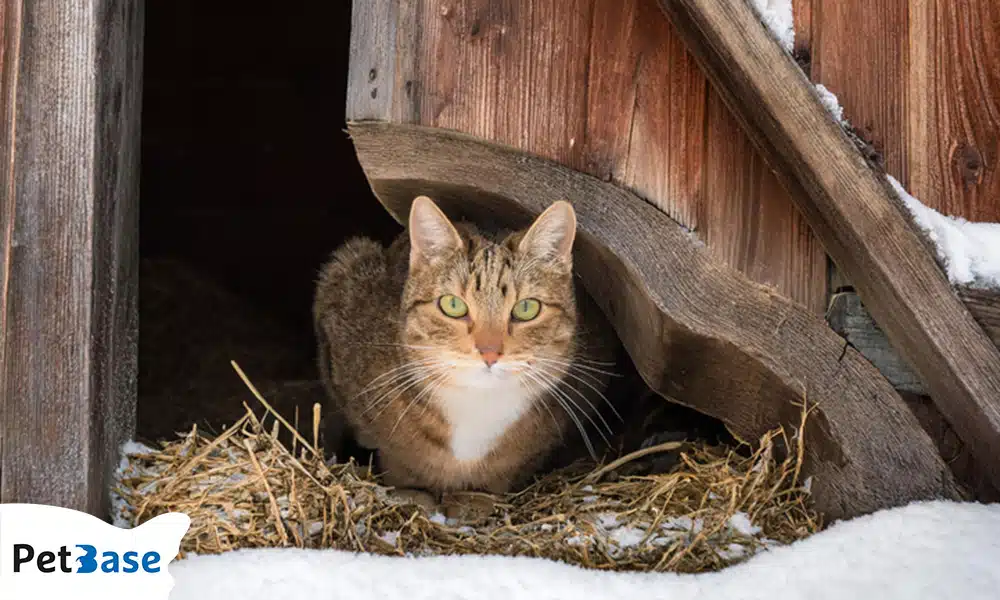 antivries gevaarlijk voor katten