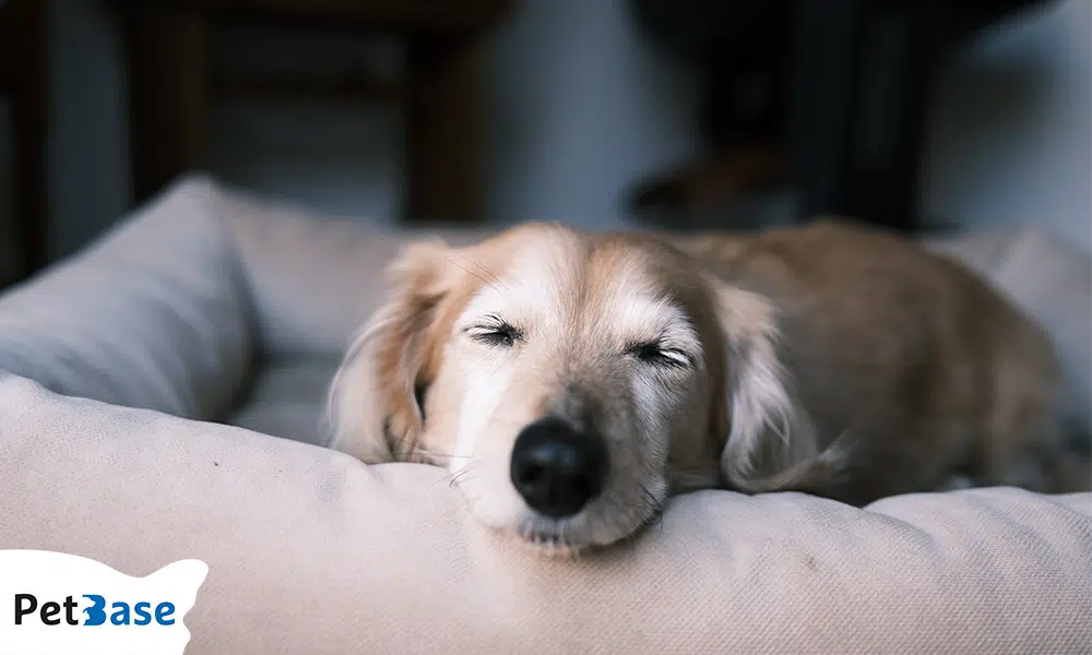 hoeveel slaapt een hond per dag