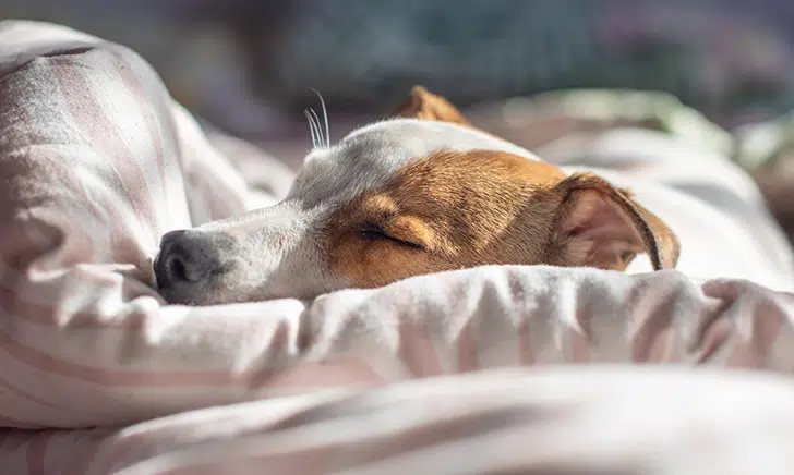 hoeveel slaapt een hond per dag