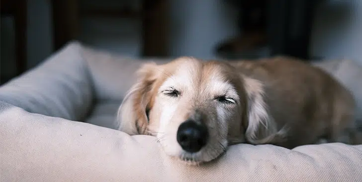 hoeveel slaapt een hond per dag