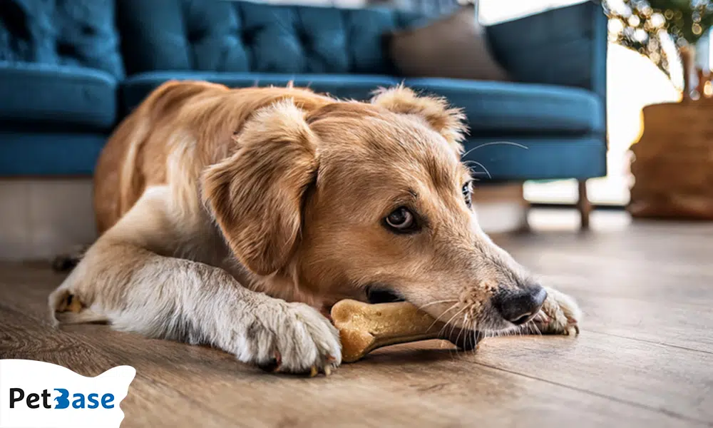 Gevaarlijke kauwbotten voor honden – Dertien honden overleden