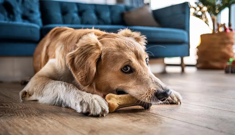 Gevaarlijke kauwbotten voor honden – Dertien honden overleden