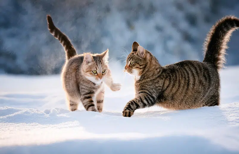 hoe houd je een kat veilig in de winter