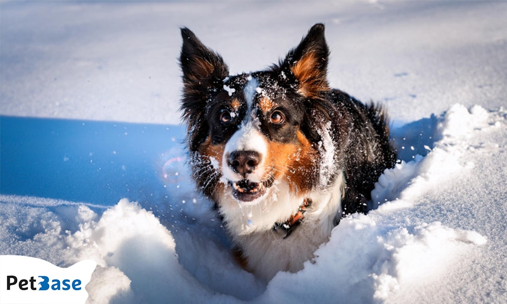 hond in de winter met sneeuw