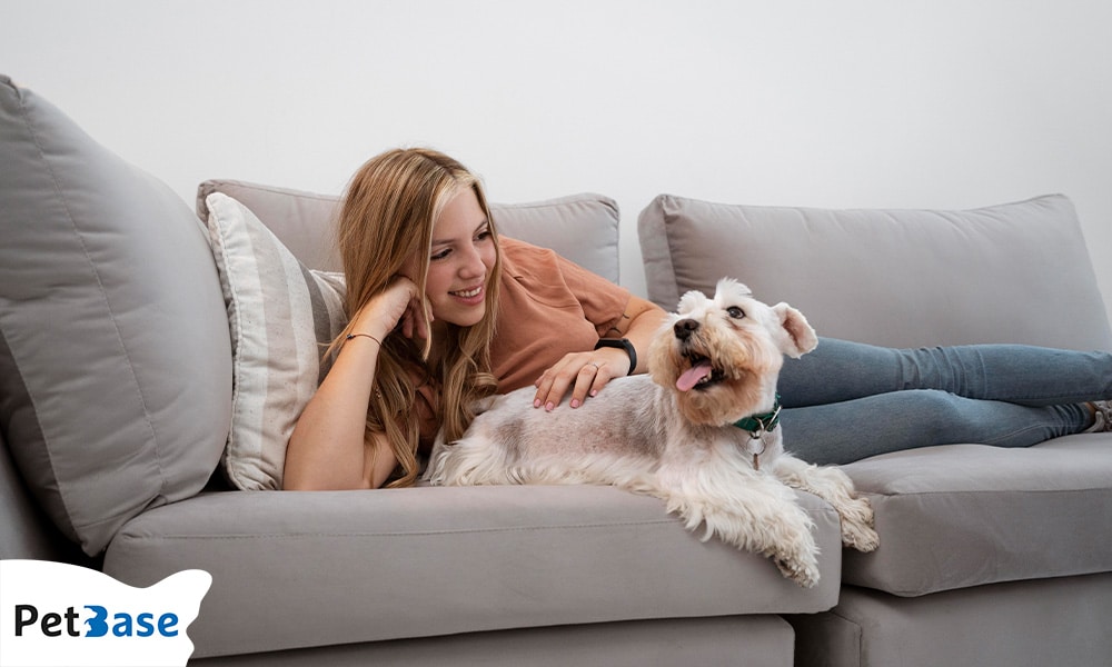 waarom huilen honden