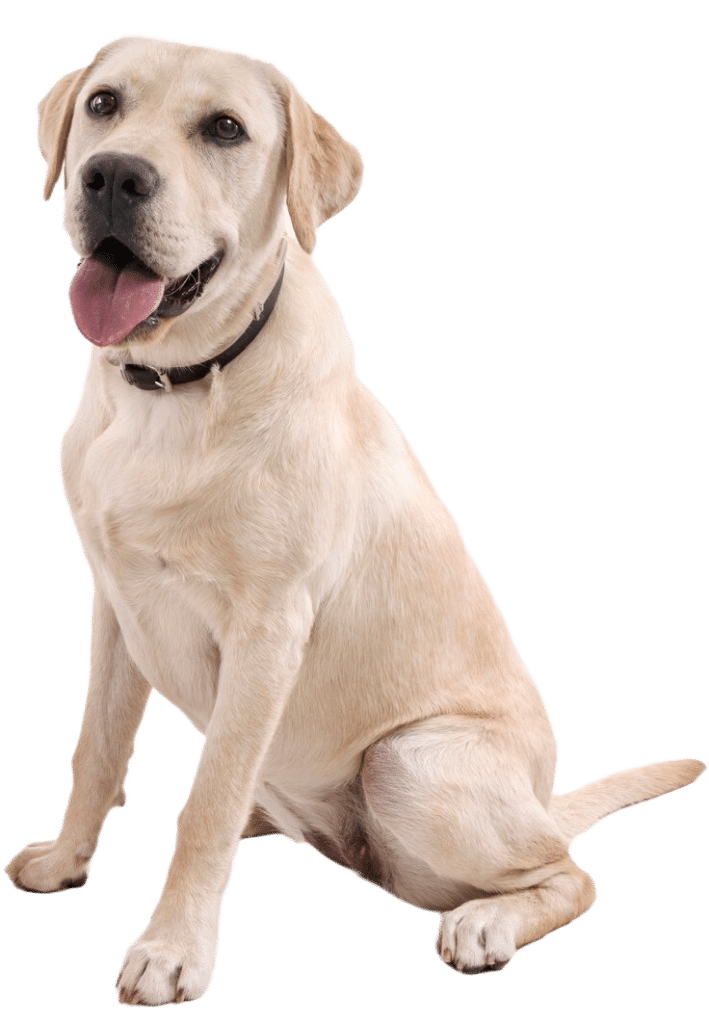 Dé Puppy checklist!